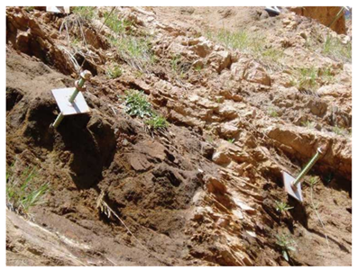 Rock Bolts Installed in an Eroded Rock Face. Courtesy of FHWA